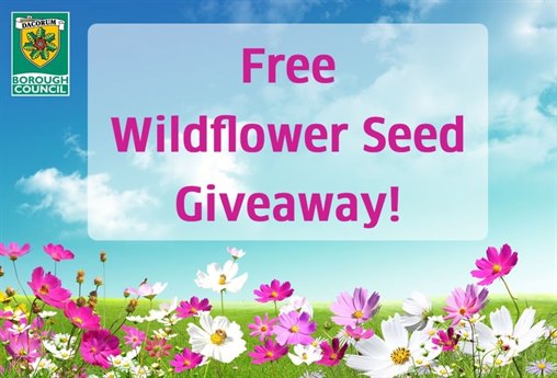 Dacorum's FREE wildflower seed giveaway 🌱