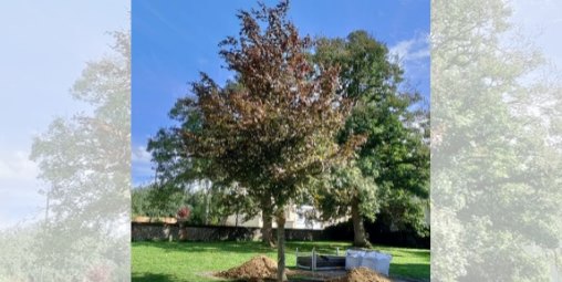 Remembrance 🌳 planted in Gadebridge Park for COVID-19 victims