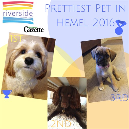 PRETTIEST PET IN HEMEL HEMPSTEAD 2016